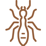 Diagnostic-Immobilier-Termite