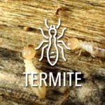 Etat parasitaire termites diagnostic immobilier obligatoire termite