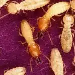 Diagnostic Termites