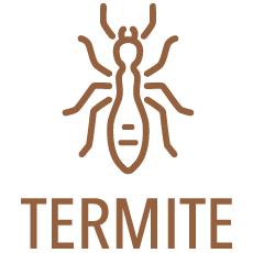 Diagnostic-Termites-etat-parasitaires-bois