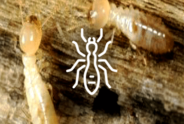 Diagnostic-Termites-Etat-parasitaire-bois-mérule-parasites