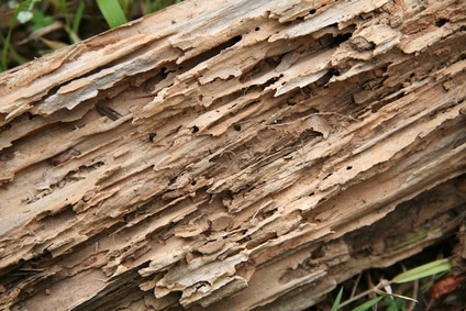 diagnostic-merule-et-termites-diagnostiqueur-immobilier-bois